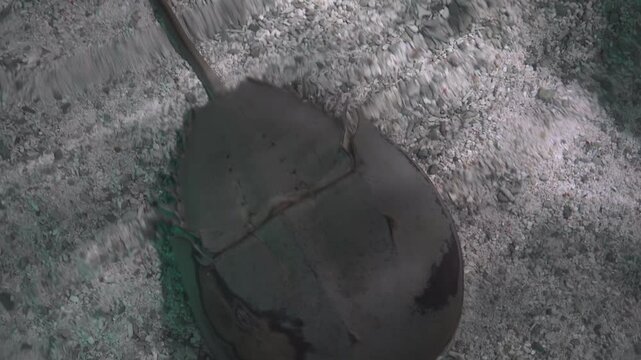 The Atlantic horseshoe crab (Limulus polyphemus)