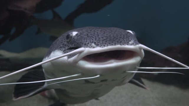 The wels catfish,( Silurus glanis), also called sheatfish 