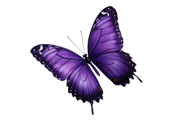 Photo of purple butterfly .Transparent background. Isolated PNG.