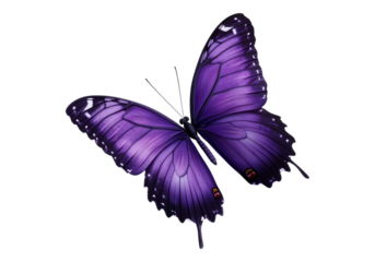 Photo of purple butterfly .Transparent background. Isolated PNG.