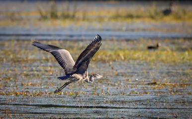 gray heron in flight on a lake