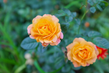 Two yellow rose flowers