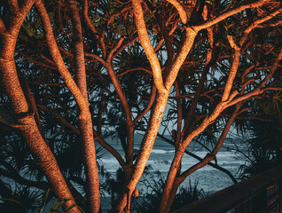 Pandanus Palm