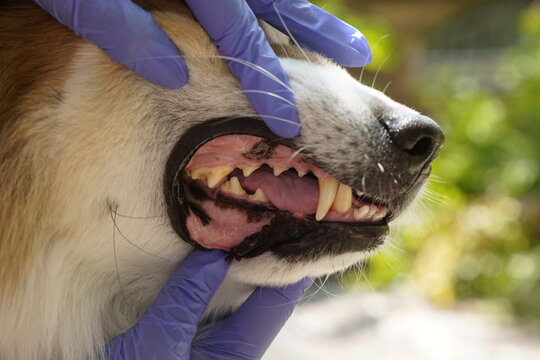 Close-up of a veterinarian inspecting a dog&rsquo;s teeth during a dental check-up, promoting pet oral health.