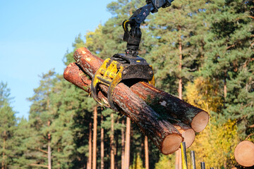 Forwarder tractor for wood transport. Tractor with trailer loaded with logs. Forestry tractor 