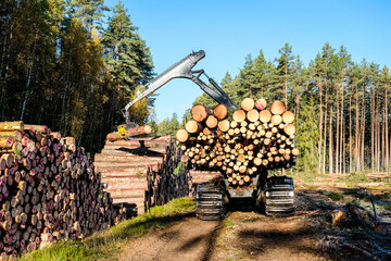 Forwarder tractor for wood transport. Tractor with trailer loaded with logs. Forestry tractor 