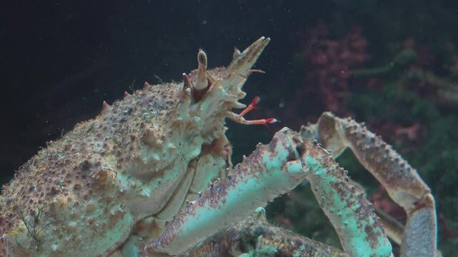 Details with the shell of The Japanese spider crab, Macrocheira kaempferi