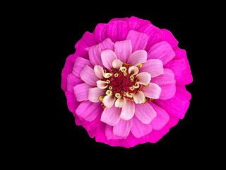 pink Zinnia flower Head closeup isolated on black