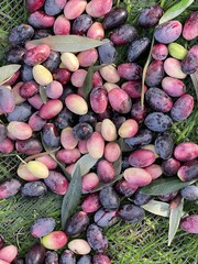 Harvested red and green olives on the floor