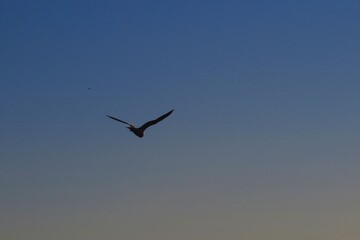 Obraz premium bird in flight