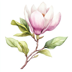 magnolia flower watercolor clipart illustration © siti