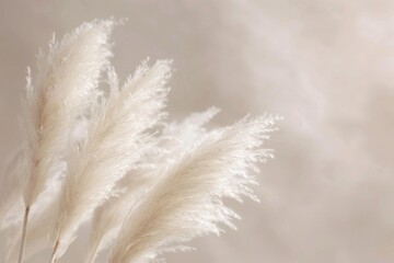 Soft and Elegant White Pampas Grass Against a Blurred Neutral Background, Perfect for Minimalistic Decor or Nature-Inspired Designs.