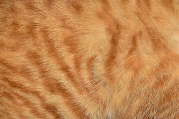 texture of fur