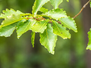Oak branches with green and yellow leaves in autumn park.