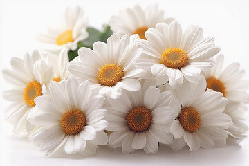 Obraz premium Daisy Isolated On White: Beautiful white daisy flowers Isolated On White Background, Daisy Blossom