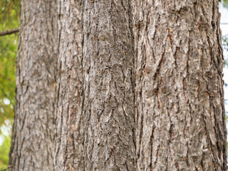 Fototapeta premium Straight trunks of larch trees in a green meadow.