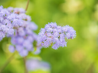 Close-up of small, purple flowers, Ageratum Houstonianum, also know as Floss flower, Pussy Foot, or Blue mink.
