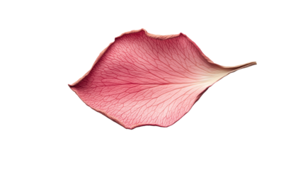 Delicate pink leaf isolated on transparent background..