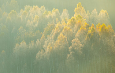 Autumn scenery photo aerial view over yellow trees of the forest.