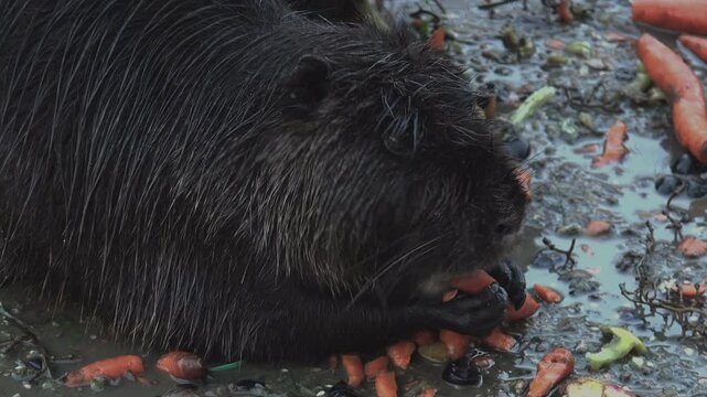 Otters that found food in a pond