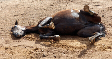The horse is lying on the ground