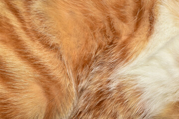 Abstract beautiful orange white cat fur pattern background texture