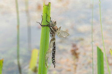 Common Hawker drying its leaves on the stalk of a plant