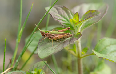 Common green grasshopper on a leaf