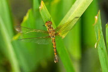 Common Darter Dragonfly on a leaf
