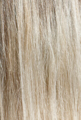 Fototapeta premium A close up of blonde hair with a lot of texture