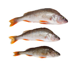 Three fish are shown in a row, with the middle fish being the largest
