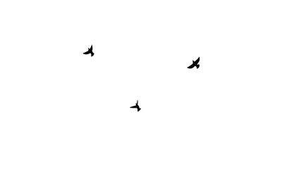 Flying birds silhouettes And Vector illustration.