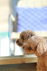 鏡に映った自分の姿を見るトイ・プードル