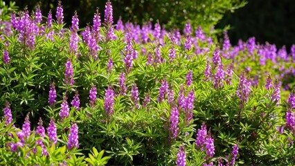 Obraz premium Mexican heather. Japanische Myrte - Cuphea hyssopifolia