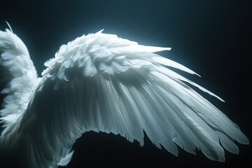 Elegant White Wing on a Dark Background