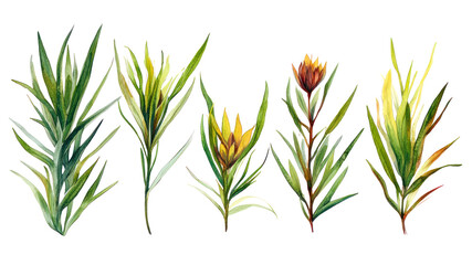 Watercolor Artwork Showcasing Native Australian Plants in Vibrant Colors and Intricate Detail