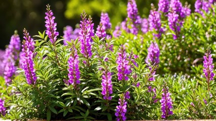 Obraz premium Mexican heather. Japanische Myrte - Cuphea hyssopifolia