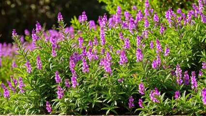 Obraz premium Mexican heather. Japanische Myrte - Cuphea hyssopifolia
