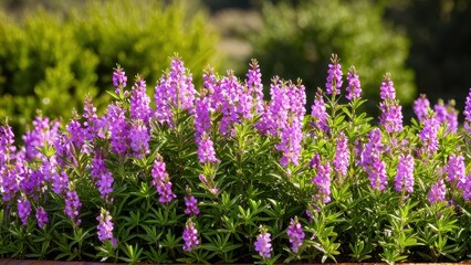 Obraz premium Mexican heather. Japanische Myrte - Cuphea hyssopifolia