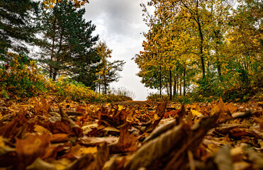 Colourful autumn morning on the shore of the Baltic Sea