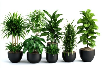 Obraz premium Assorted Indoor Plants in Stylish Black Pots