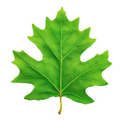 Fototapeta premium A vibrant green maple leaf on a white isolated background. isolated on transparent background.