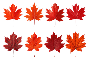 Collection of vibrant red autumn leaves on a transparent background. isolated on transparent background.