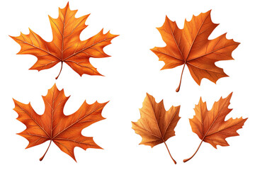 Fototapeta premium Colorful autumn leaves isolated on a white background, perfect for seasonal designs. isolated on transparent background.