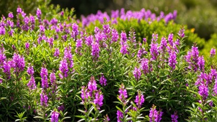 Obraz premium Mexican heather. Japanische Myrte - Cuphea hyssopifolia