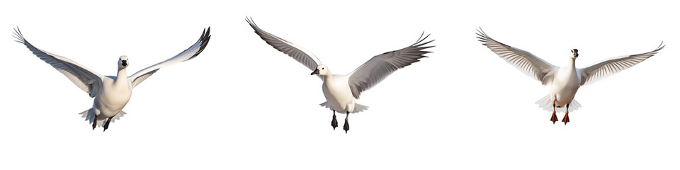 Flying Snow Goose PNG Collection Set Isolated on Transparent and White Background

