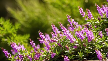 Fototapeta premium Mexican heather. Japanische Myrte - Cuphea hyssopifolia