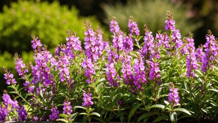 Obraz premium Mexican heather. Japanische Myrte - Cuphea hyssopifolia