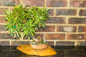 Bonsai of a Henkel’s Yellowwood, decorated as a Christmas tree with miniature wooden and bead...