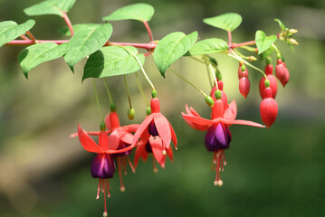Red Fuchsia flowers blossom in ornamental garden
